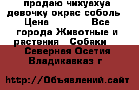 продаю чихуахуа девочку,окрас соболь › Цена ­ 25 000 - Все города Животные и растения » Собаки   . Северная Осетия,Владикавказ г.